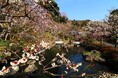 【鎌倉】早春の長谷寺拝観引換券付き宿泊プラン販売