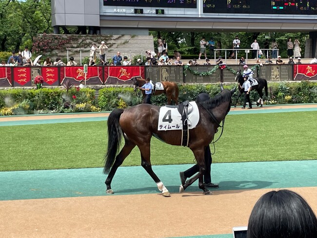 レース前の競走馬を間近で見学