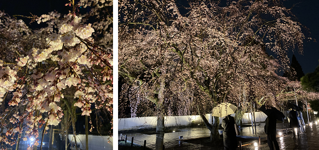 三宝院の入口をくぐると見事な桜が迎えてくれる