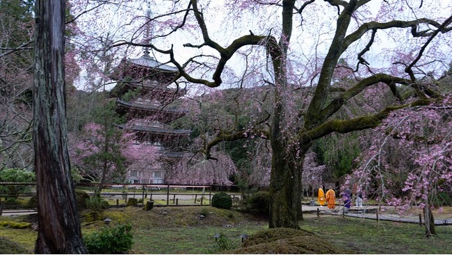 五重塔を背景に望む桜 五重塔を背景に望む桜