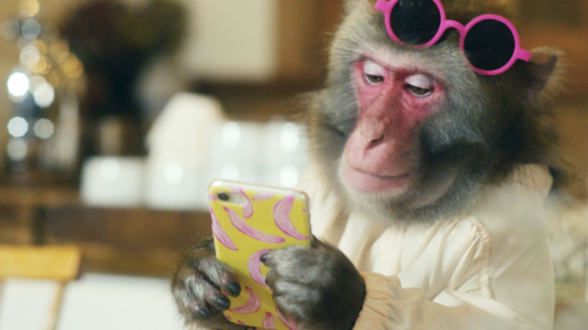 栃木県が日光の猿を主人公にした新作動画を公開 栃木県のプレスリリース