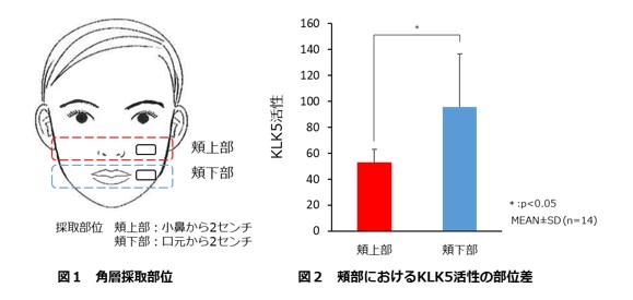 頬上の目立つ毛穴への改善効果を有する複合成分を開発 株式会社ディーエイチシーのプレスリリース