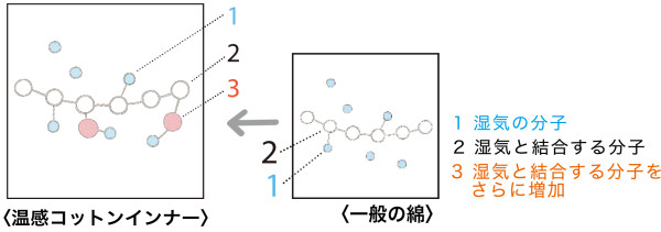 綿の吸湿発熱の仕組み。湿気の分子と結合する綿の分子を増やすことで発熱効果を高めています。