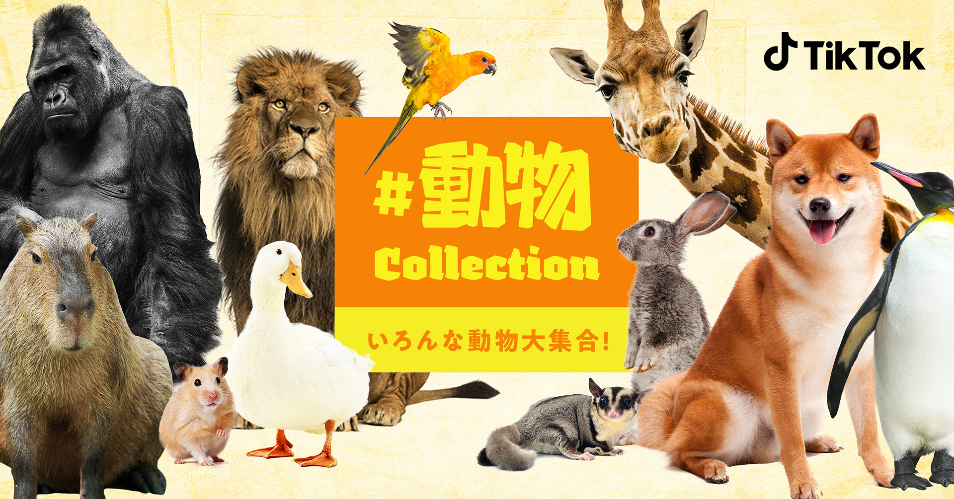 Tiktok 動物好きのための 動物コレクション 開催 東武動物公園や長崎バイオパークの生配信 おうち動物園live も Bytedance株式会社のプレスリリース