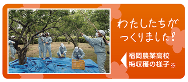 ▲梅収穫時の写真 ▲梅収穫時の写真