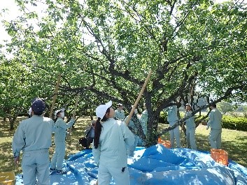 ▲梅収穫時の写真 ▲梅収穫時の写真