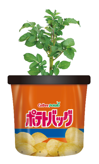 大人気 確認用 種芋 植物 観葉植物 Pitgrill Ru