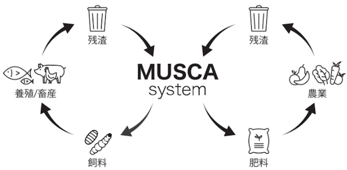 7月11日は 世界人口デー World Population Day 昆虫 の力で食糧危機に終止符を Musca Inc のプレスリリース