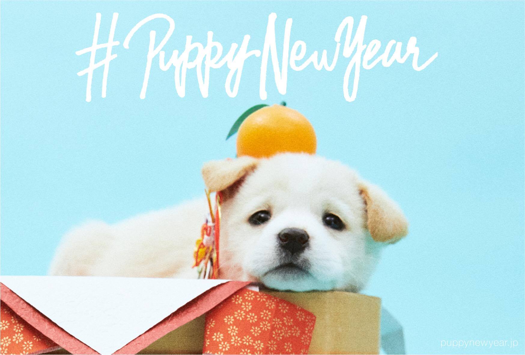 18年は戌年 すべての犬に 幸せな新年を 年賀状で里親を探すプロジェクト Puppy New Year を公開 Npo法人犬 と猫のためのライフボートのプレスリリース