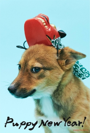 18年は戌年 すべての犬に 幸せな新年を 年賀状で里親を探すプロジェクト Puppy New Year を公開 Npo法人犬 と猫のためのライフボートのプレスリリース