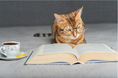 日本ペット少額短期保険、飼い主さまに寄り添う公式noteを開設。あわせて公式Instagramのペット写真募集をハッシュタグ投稿へとリニューアルし、参加しやすいコミュニティづくりと情報発信を強化。