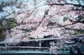 (共同リリース)10月17日より、星野リゾート & 日本航空が共同で地方におけるインバウンド需要拡大に向けた取り組みを実施します