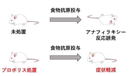 症状 ネズミ アレルギー