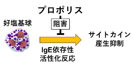 プロポリスの IgE依存性好塩基球サイトカイン 産生 に対する 抑制機構 の概略図 プロポリスの IgE依存性好塩基球サイトカイン 産生 に対する 抑制機構 の概略図