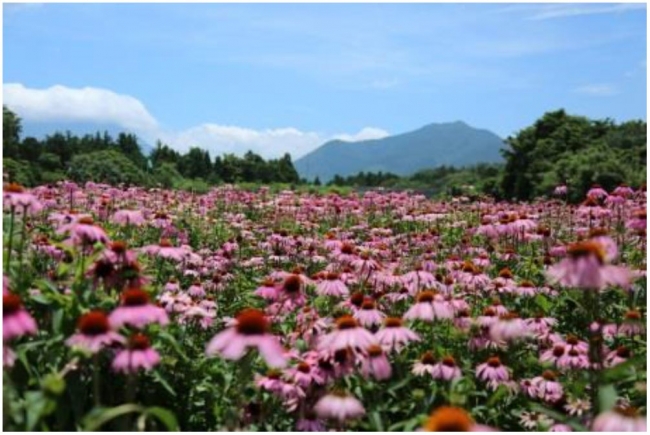 ▲大山山麓の広大なエキナセア畑 ▲大山山麓の広大なエキナセア畑