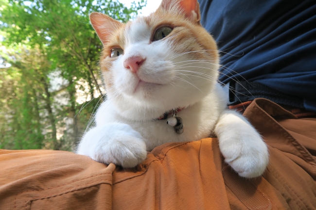 ネコちゃんたちの旅で癒されましょう！「旅猫ロマン」旅チャンネルで
