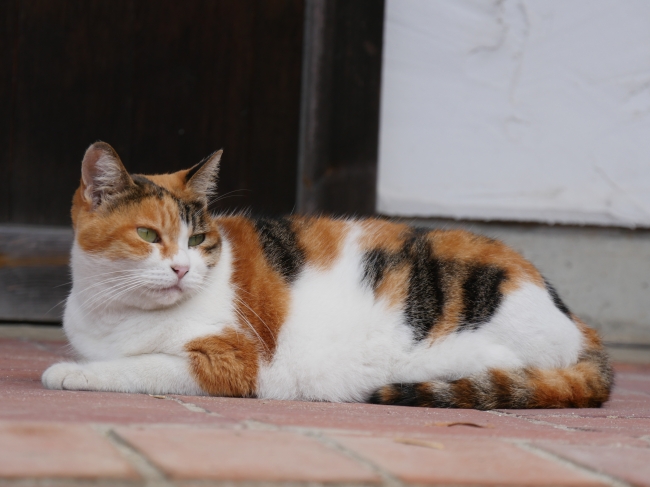 日本の美しいネコちゃんたちとの出会いの旅 旅猫ロマン 旅チャンネルで放送 ターナージャパン株式会社のプレスリリース