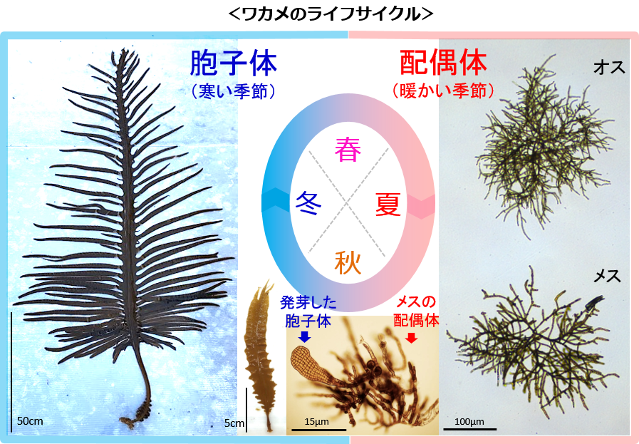 ワカメの生育最適条件についての研究論文を発表 研究成果を活用し 安定したワカメの種苗生産が可能に 理研ビタミン株式会社のプレスリリース