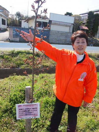 桜植樹を現地で運営するハッピーロードネット西本理事長