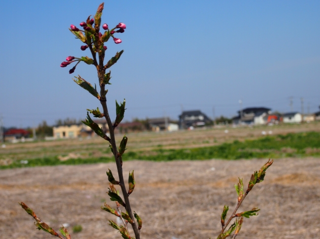 つぼみをつけた、植樹二年目の桜の苗木