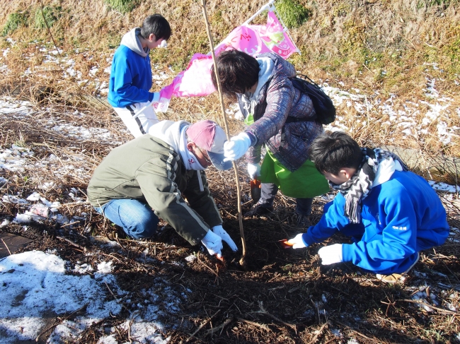 「ふくしま浜街道・桜プロジェクト」で、支援予定 本数の一部を、福島県の国道6号周辺エリアに植樹 した際の様子（2017年1月実施）。
