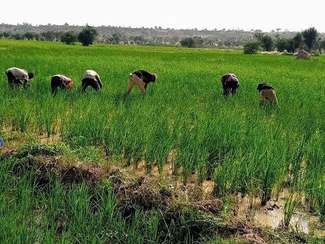 ニジェールの農作業風景