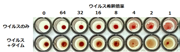 図2：タイム熱水抽出物の培養細胞に対する感染抑制メカニズム　（B）ウイルス吸着阻害評価試験