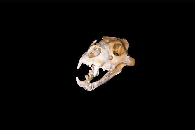 ライオン頭骨