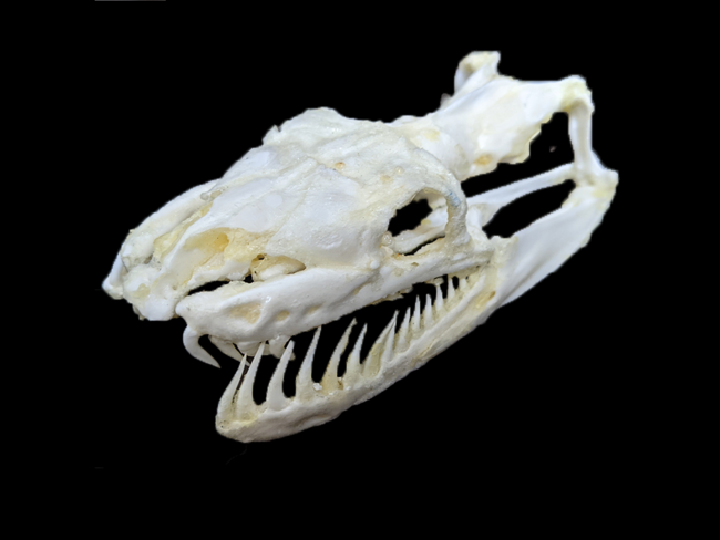 アミメニシキヘビ頭骨