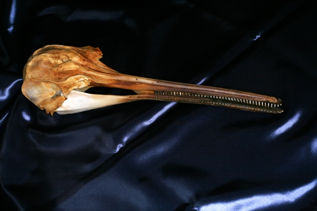 ラプラタカワイルカ頭骨