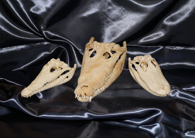 ナイルワニ、シャムワニ、アメリカアリゲーター頭骨（左から）