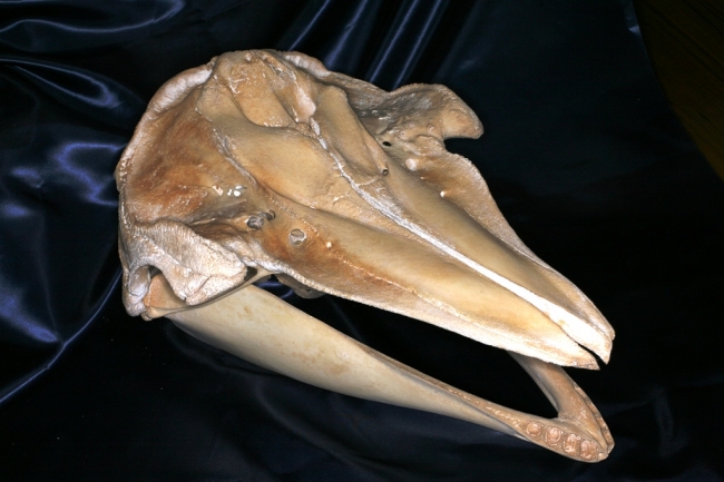 ハナゴンドウ頭骨