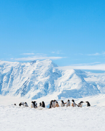 ウィーンケ島 南極大陸 Marjorie Becker, Chief AWA Photographer (@marjoriebeckerphotography／@accidentallywesanderson), Wiencke Island