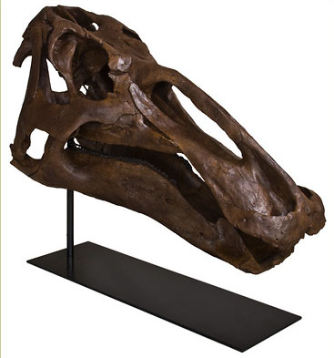 「エドモントサウルス 頭骨」