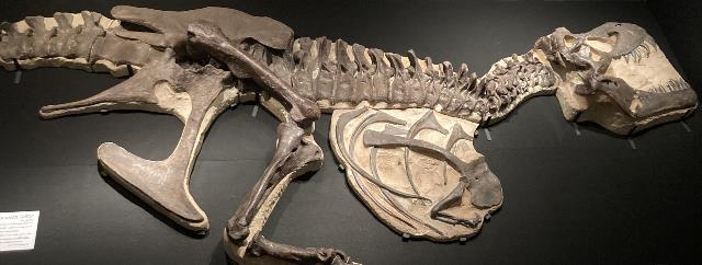 「ティラノサウルス・スタン 半身骨格」