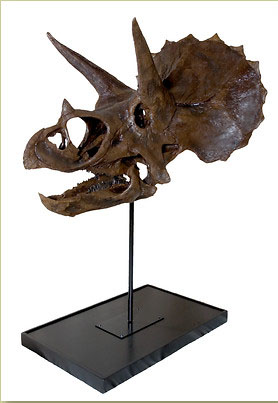　「トリケラトプス　頭骨」