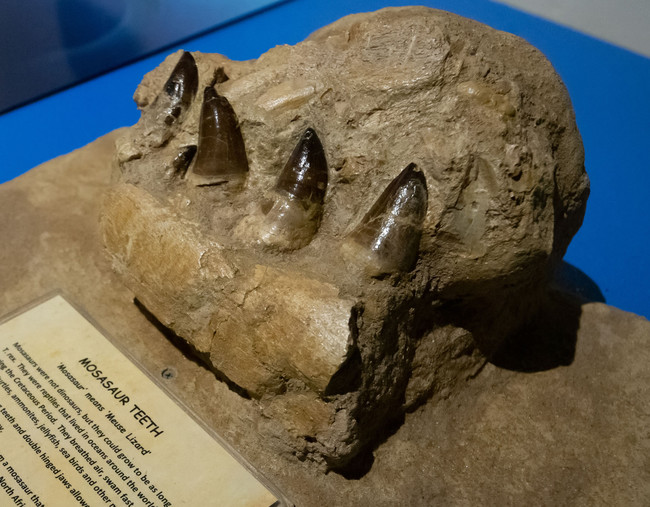 「モササウルスの歯」