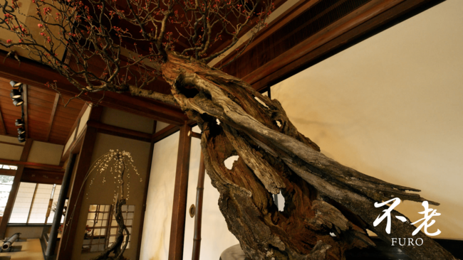 樹齢400年と伝わる古木「不老」