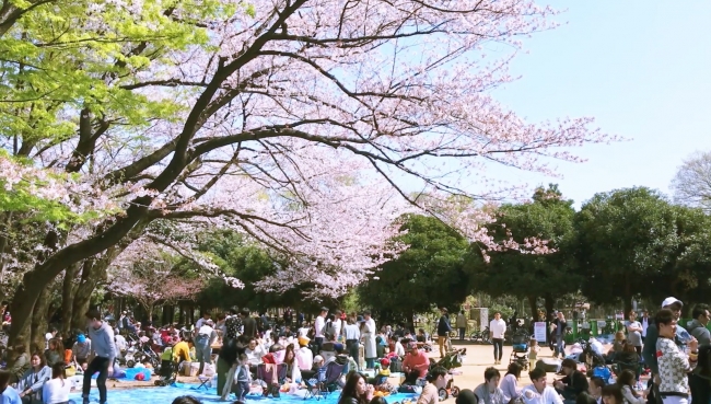 春：世田谷公園は大勢の花見客でにぎわう