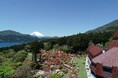 ホテル開業77周年を記念して、フェア期間の庭園見学料を無料に “小田急 山のホテル”で 「つつじ・しゃくなげフェア2025」開催