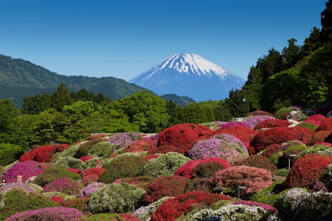 “小田急 山のホテル” 庭園のツツジと富士山