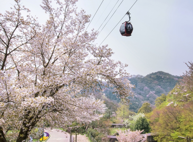 山桜　3月下旬～4月中旬