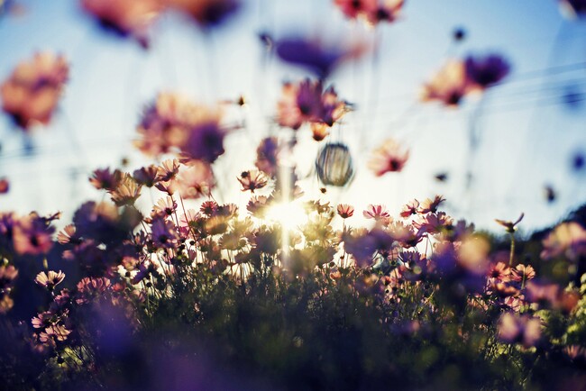 コスモス 10月上旬~12月上旬 コスモス 10月上旬~12月上旬