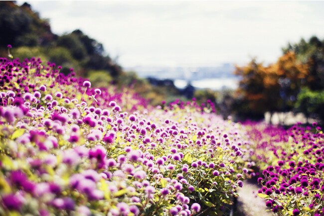 センニチコウ 11月中旬まで センニチコウ 11月中旬まで