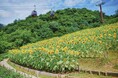 夏の人気撮影スポット！"きっと忘れない夏"をテーマにした「ひまわり畑」が見ごろです。昼は元気満点に、夕方は金色に輝く、夏の名物風景です。神戸布引ハーブ園のひまわり畑は様々なロケーションで楽しめます。