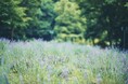 神戸の都心からすぐの山上にある「ラベンダー畑」が間もなく見ごろを迎えます。自然たっぷりの森の中、紫一面のラベンダー畑には爽やかな風が吹き、芳香な香りが漂う癒しのガーデンです。
