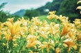 黄色、ピンクに一面が彩る初夏の花畑「ユリ園」が見ごろを迎えました。黄色、ピンクに一面が彩る人気の撮影スポットです。山上のリゾート”神戸布引ハーブ園”では各所で”ユリのある風景”もお楽しみいただけます