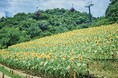"夏の名物風景"神戸布引ハーブ園の「ひまわり畑」が間もなく見ごろに。昼は元気いっぱいに、夕方は一面黄金色に輝く幻想的風景です。園内各所のひまわりが、様々なロケーションで"きっと忘れない夏"を演出します