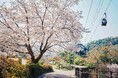 神戸の山上に登場する「山桜のある風景」。神戸布引ハーブ園の約100本の「山桜」が間もなく見ごろを迎えます。「彩るガーデン」「神戸の景色」が織りなすエレガントなロケーションでお花見をお楽しみいただけます
