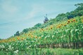 “夏の名物風景”神戸布引ハーブ園の「ひまわり畑」が間もなく見ごろに。昼は“元気いっぱい”の花畑、夕方は一面黄金色に輝く幻想的な風景がきっと忘れない夏を演出します。